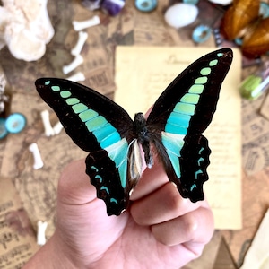 Graphium sarpedon, REAL Bluebottle BUTTERFLY image 1