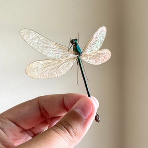 Neurobasis kaupi Spread, Sulawesi, FEMALE, Real Dragonfly, Entomology, Real insect, Spread Damselfly