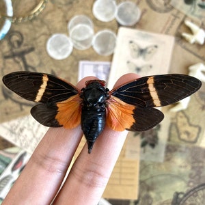 Tosena paviei Spread, Halloween Cicada, ONE REAL black orange cicada Thailand