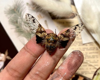 Platypleura nobilis (spread wing), Taxidermy, Art Projects, Entomology, Real insect, Dried insect, Insect art, Ready to mount, Real cicada