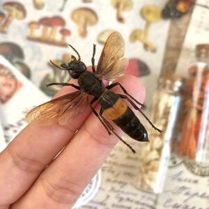 Tiger Hornet, Vespa tropica (spread), Real Wasp, Greater banded