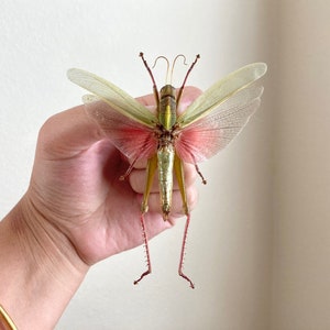 Chondracris rosea rosea (spread), Light green and pink spread, Real Grasshopper, Spread Grasshopper, Rosea grasshopper, Entomology, Insect