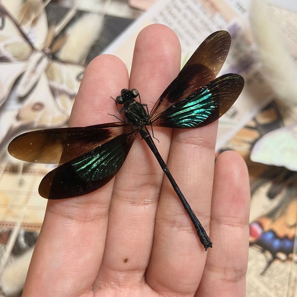 Euphaea variegata, Teal and Violet Glittering Damselfly, Real Dragonfly, spread and ready to mount