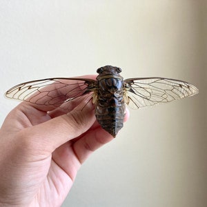 Pack of 10 Quesada Gigas, Clearwing unmounted cicada Peru, Real Cicada, A1 perfect quality Wholesale Bulk Specimens