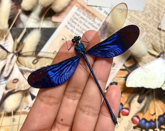 Neurobasis kaupi Spread, Sulawesi, blue clear dragonfly damselfly Indonesia, Electric blue wing Dragonfly, Entomology