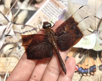 Giant Forest Skimmer Dragonfly, Camacina Gigantea, Real dragonfly, Insect art, Damselfly, Insect Taxidermy, Spread insect