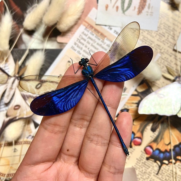 Neurobasis kaupi Spread, Sulawesi, blue clear dragonfly damselfly Indonesia, Electric blue wing Dragonfly, Entomology