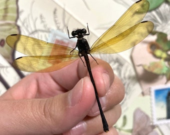 Golden Damselfly, Euphaea lara lara (spread), OPEN WINGS for all your taxidermy art projects A1, Real Dragonfly, Dragonfly Specimen