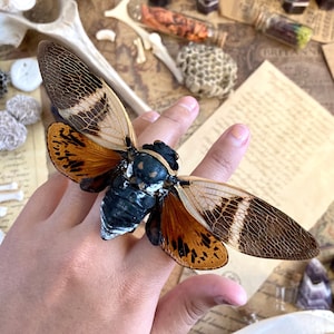 CLEARANCE SALE Agamiana Floridula, large cicada, Entomology, Real insect, Spread ready for your projects OVERSTOCK