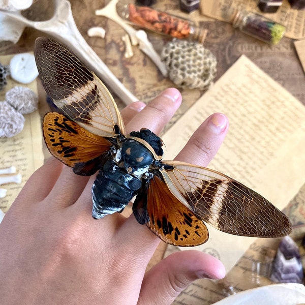 CLEARANCE SALE Agamiana Floridula, large cicada, Entomology, Real insect, Spread ready for your projects OVERSTOCK