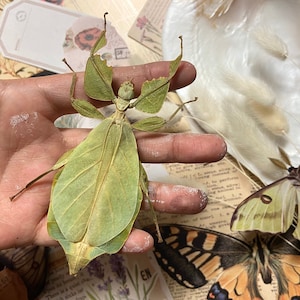 May include: A green leaf insect, also known as a stick insect, with long legs and a body that resembles a leaf. The insect is held in a person's hand.