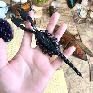May include: A black scorpion specimen displayed on a hand. The scorpion is preserved and has a long, thin tail. The background features vintage paper, dried insects, and other natural elements.