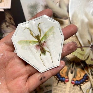 May include: A preserved green praying mantis with translucent wings and yellow markings is displayed on a white octagonal card with stitching around the edges.