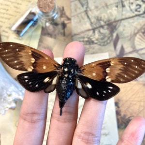 Ambragaeana Ambra Cicada, Real Cicada, Entomology, Real Insects, Insect Specimen, Spread and Ready to Mount