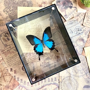 Framed Papilio ulysses (8x7x2.6 inches, Acrylic), Framed Butterfly, Butterfly Collection, Blue Mountain Swallowtail, Papilio Ulysses