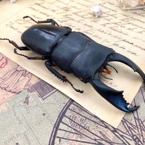 Dorcus Titanus Yasuokai Stag Beetle Malaysia Etsy