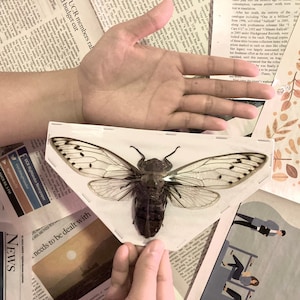 Megapomponia merula - GIANT, Spread and ready for your projects, Cicada, Giant Cicada, Entomology
