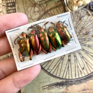 5-Pack Real Orange Red Frog Beetles, Sagra laticollis, Real beetles, Oddities, Entomology