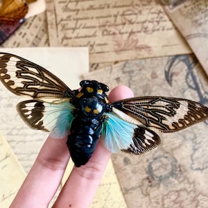 Tosena splendida Spread, Blue cicada , Real Cicada, Entomology, Real Insects, Insect Specimen, Spread and Ready to Mount