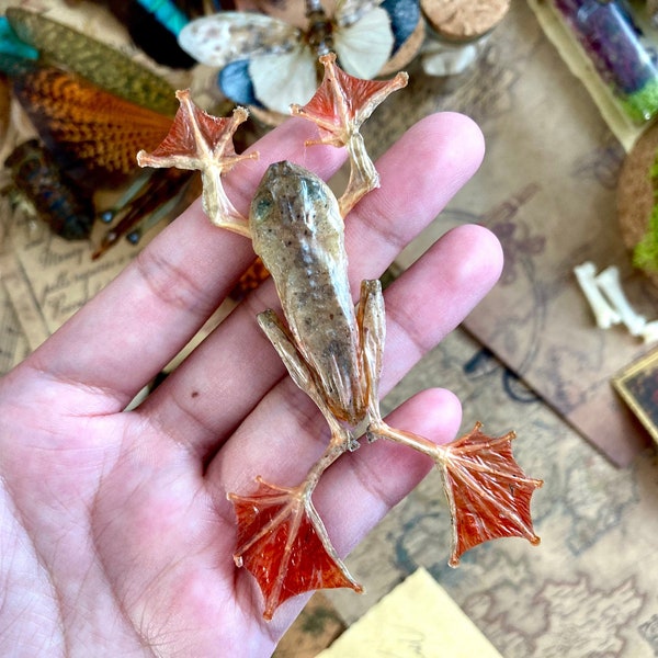 Frog Rhacophorus Pardalis, harlequin tree frog, Taxidermy, Naturalized Oddities Cabinet Of Curiosities