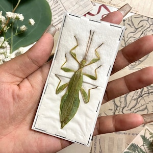 Bramble Leaf Insect, Phyllium tobeloense bhaskarai (M), Real walking leaf stick bug green indonesian leaf mimic insect, Entomology, Insect