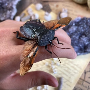 Spread Oncomeris Flavicornis, Oncomeris flavicornis Red Heart Beetle, True bug, Entomology,