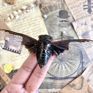 Cryptotympana aquila, Giant Batwing Cicada, Large Black Thai Cicada, Spread and Ready to Mount, Entomology