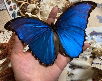 Morpho Aurora Blue Butterfly Peru - Etsy