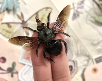 Xylocopa caerulea MACHO, Abeja Carpintera Azul, Entomología, Insectos, Arthopoda