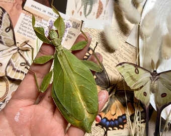 Bramble Leaf Insect, Phyllium tobeloense bhaskarai (F), Real walking leaf stick bug green indonesian leaf mimic insect, Entomology, Insect
