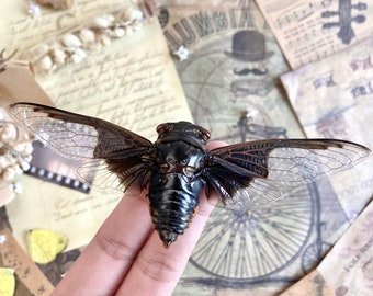 Cryptotympana aquila, Giant Batwing Cicada, Large Black Thai Cicada, Spread and Ready to Mount, Entomology