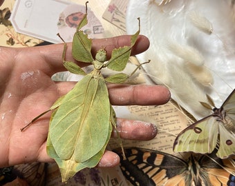 Phyllium celebicum (MOUNTED/SPREAD), Leaf insect, Spread and ready for your projects, Entomology, Real Leaf bug, Stick Insect, Taxidermy