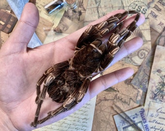 LARGE Acanthoscurria Juruenicola Brazilian Orange Banded, Large Spider Specimen, Real Spider, Spider Taxidermy