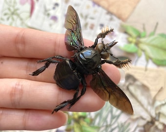 Male Tropical Carpenter Bee, Xylocopa latipes, Black Bee, Bee specimen, Fuzzy Bee, Real Bee, Entomology, Specimen