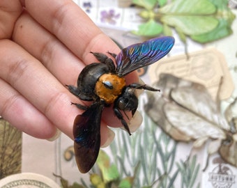 Black and gold Bee, Xylocopa confusa, Real bee, Bumble bee, Yellow bee, Bee specimen