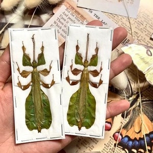 Phyllium pulchrifolium (MALE) Real walking leaf stick bug green indonesian leaf mimic insect