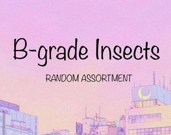 Random Assortment B-GRADE Insect Mix, De-stash, Bug parts, Damage!