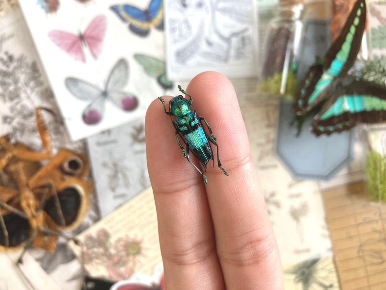 Pretty blue green Longhorned Beetle, Glenea celestis, Beetle, Entomology, real Insect, Blue beetle, Green beetle image 1