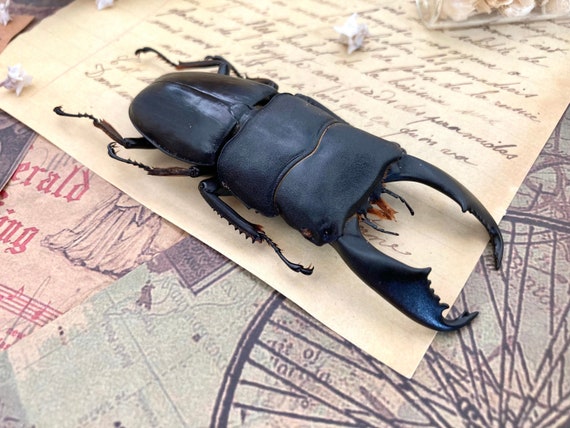 Dorcus Titanus Typhon 70-75mm Indonesia Large Beetle - Etsy