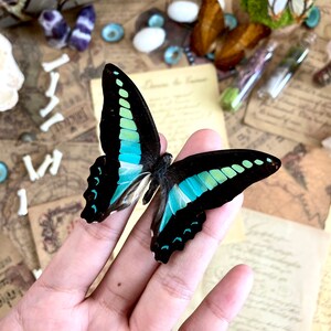 Graphium sarpedon, REAL Bluebottle BUTTERFLY image 3