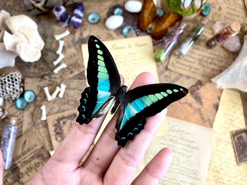 Graphium sarpedon, REAL Bluebottle BUTTERFLY imagem 3