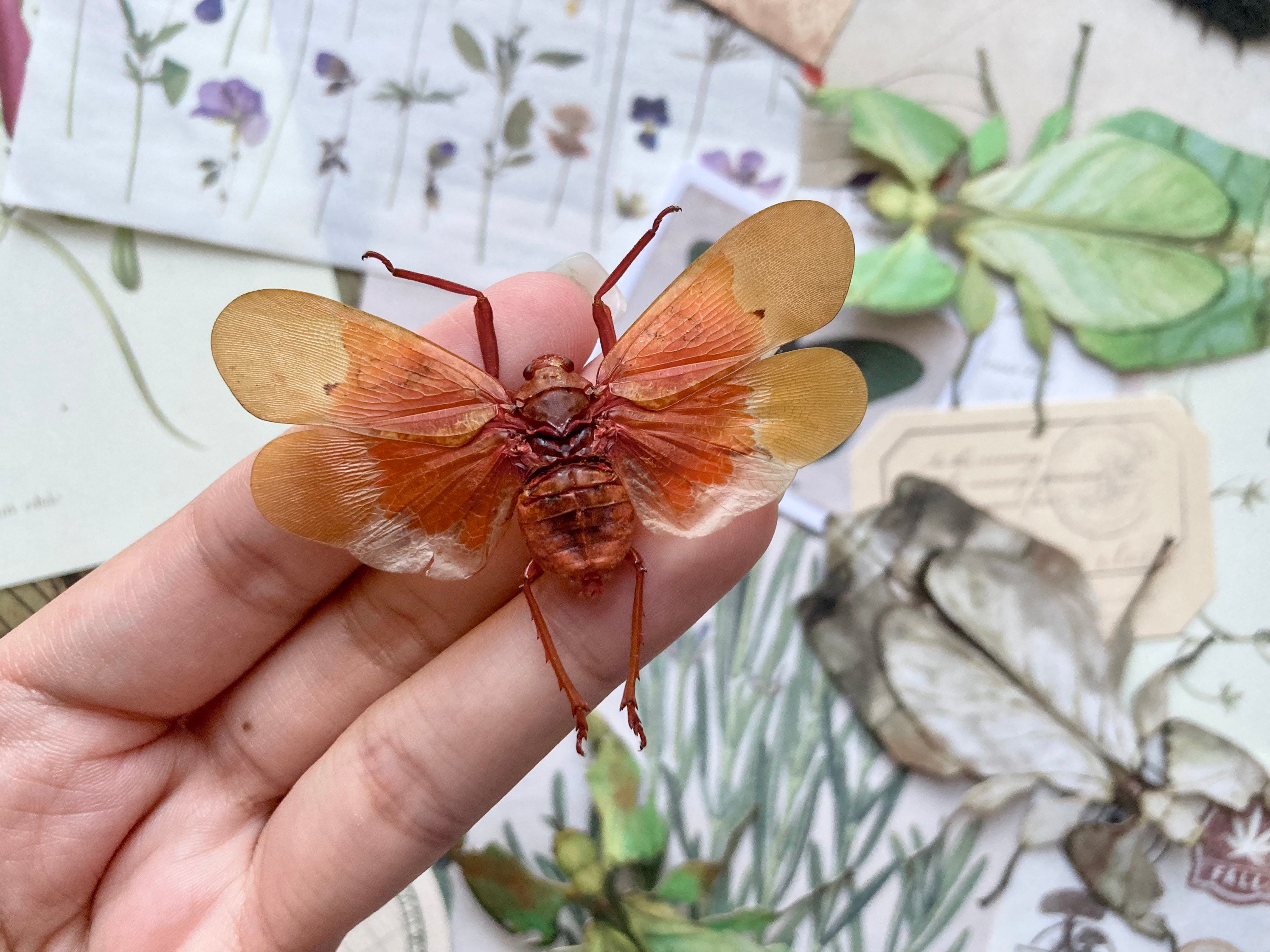 Planthopper Vs Leafhopper