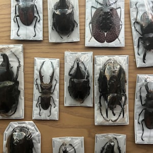 Puede incluir: Una colecci&oacute;n de diez espec&iacute;menes de escarabajos enmarcados, cada uno mostrando una especie diferente. Los escarabajos se exhiben sobre una superficie de madera clara.