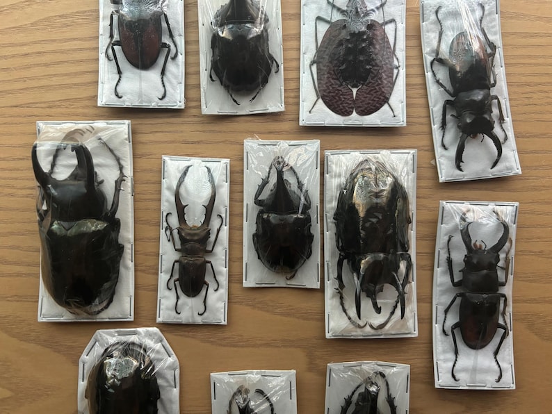 Puede incluir: Una colecci&oacute;n de diez espec&iacute;menes de escarabajos enmarcados, cada uno mostrando una especie diferente. Los escarabajos se exhiben sobre una superficie de madera clara.
