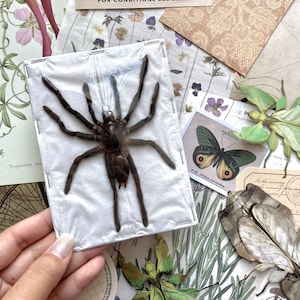 Selenocosmia javanensis dolichoplectra (spread leg), Large Spider, arachnid, Real spider, Entomology