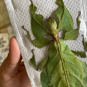 LARGEST of the world Phyllium giganteum, Real GIANT leaf insect, Entomology, Leaf bug, big leaf bug, spread leaf bug, real insect image 3