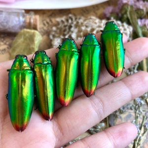 May include: Five iridescent green beetles with red undersides are arranged in a row on a person's hand. The beetles have a metallic sheen and are a vibrant green color.