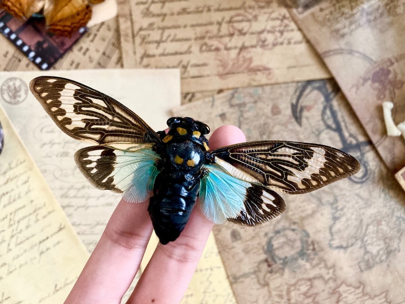 May include: A preserved cicada with brown and white wings, a black body with yellow markings, and blue-green accents. The cicada is held in a person's hand.