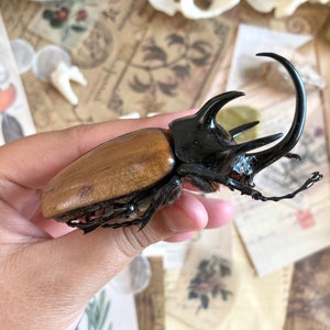 May include: A large brown and black beetle with a long, curved horn. The beetle is being held in a hand.