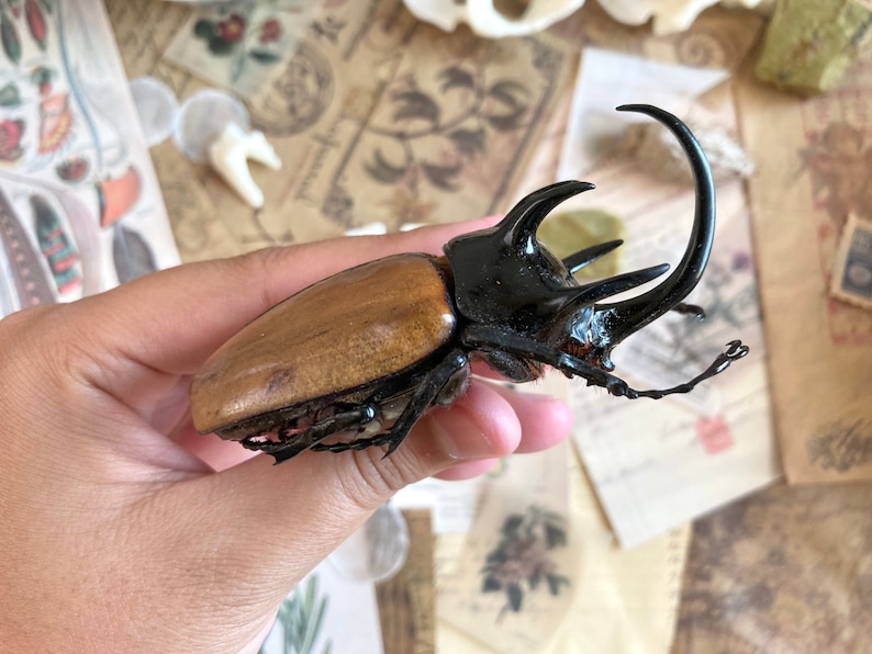 May include: A large brown and black beetle with a long, curved horn. The beetle is being held in a hand.